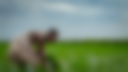 CGIAR